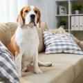 The Ultimate Guide to Pet Hair Removal and Odor Elimination: Detailing Services in Round Rock, TX
