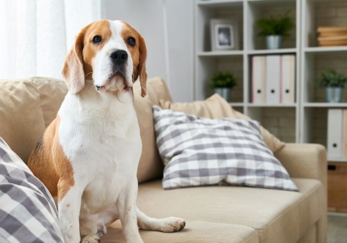 The Ultimate Guide to Pet Hair Removal and Odor Elimination: Detailing Services in Round Rock, TX